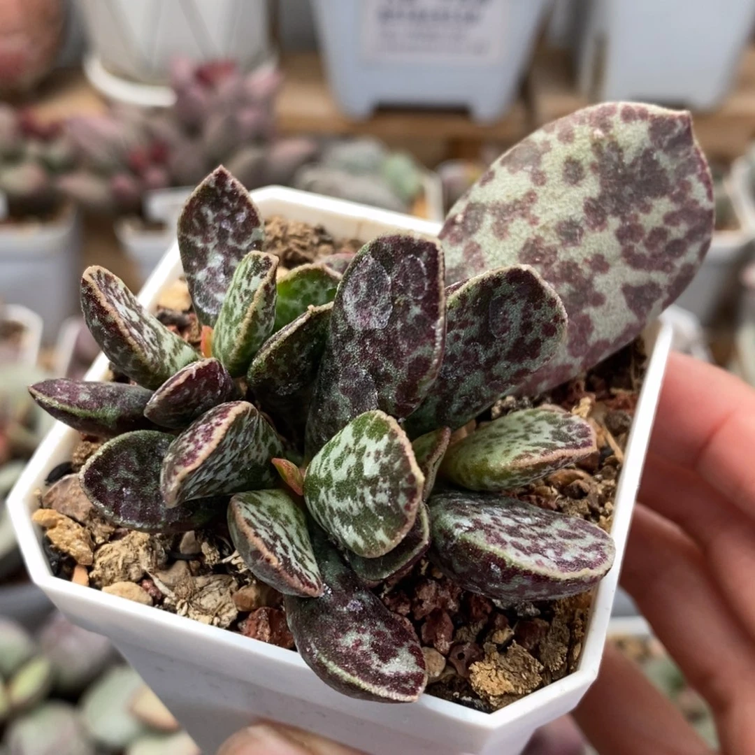 紫马蛋水泡多肉植物