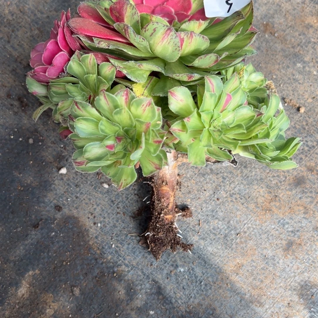 5知否无根多肉植物
