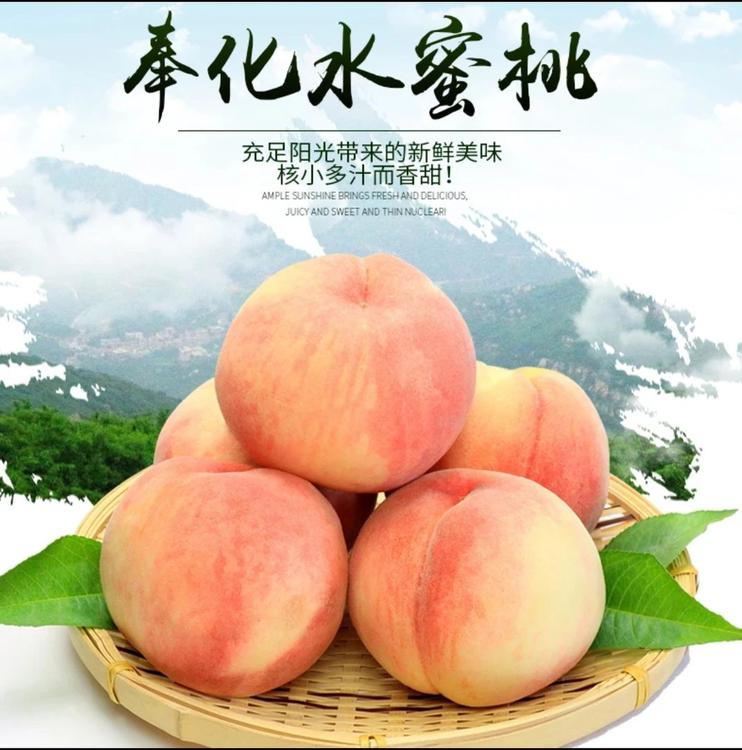 【奉化水蜜桃】浙江宁波沿海种植特产应季水果水润多汁新鲜水果