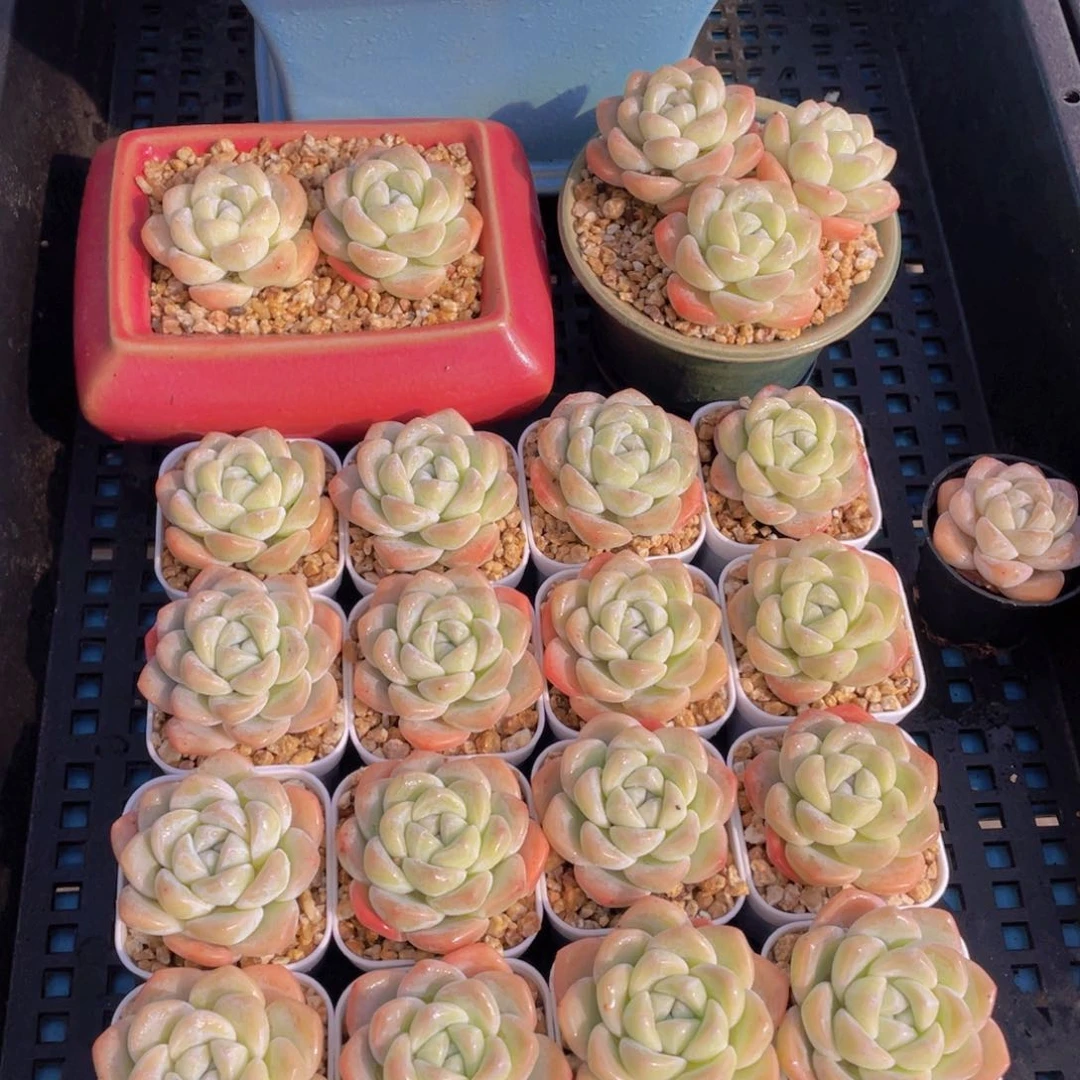 量拍50号奶油胖冰玉单头3个z带小白方