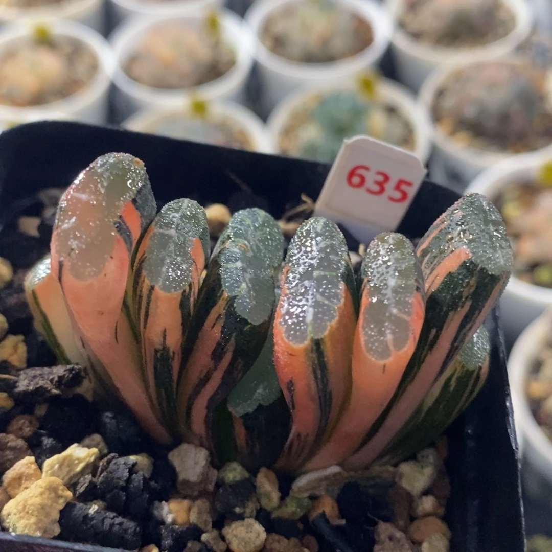 635赤斑玉扇十二卷多肉