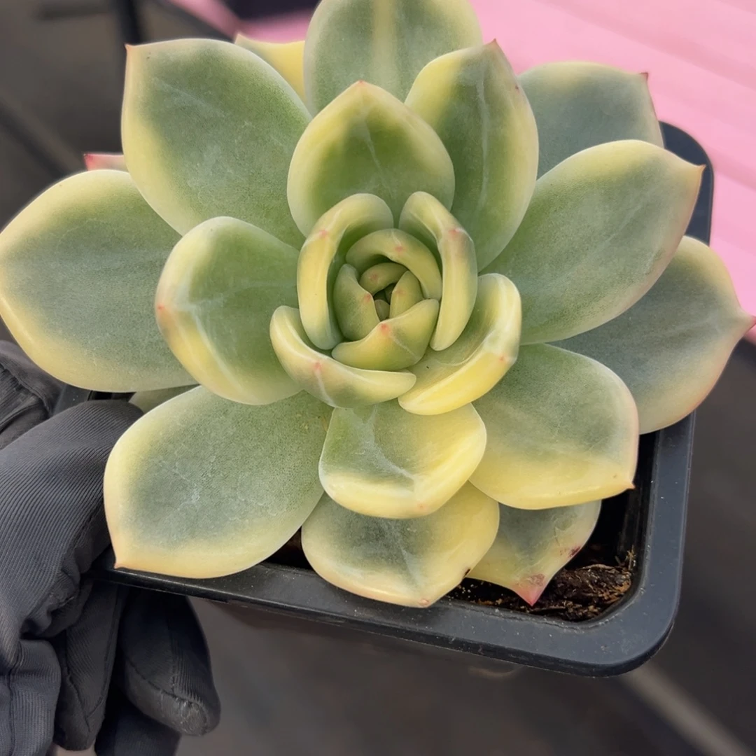 伊丽莎白锦，覆轮锦