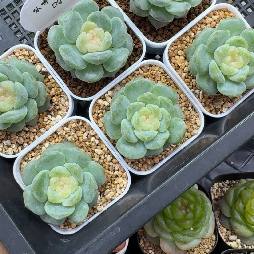 0608-026-纯牛奶量拍