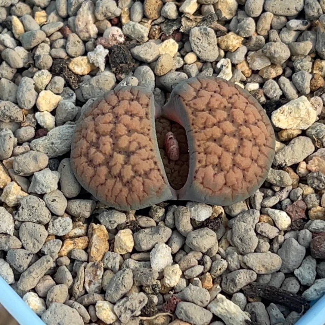 9209橘色血点朝贡一颗爆双