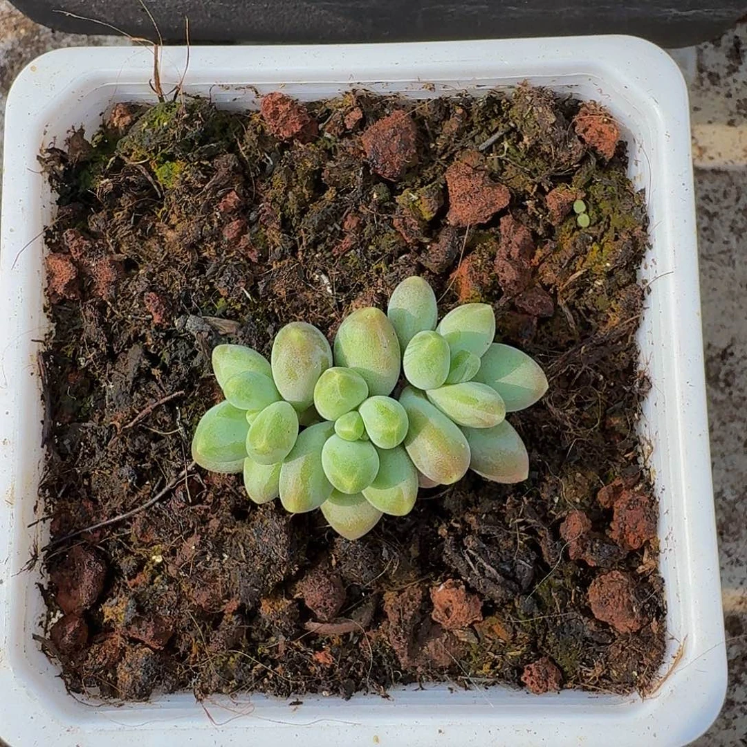 戴蒙德 3头 一物一拍