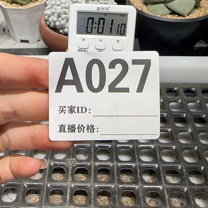 F***T实生仙人球特价一颗