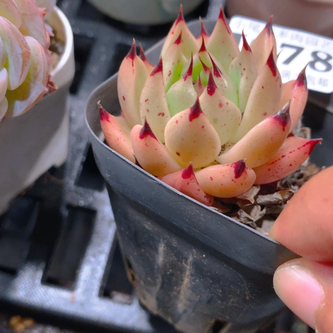 小尾巴5CM迷你拇指盆I077