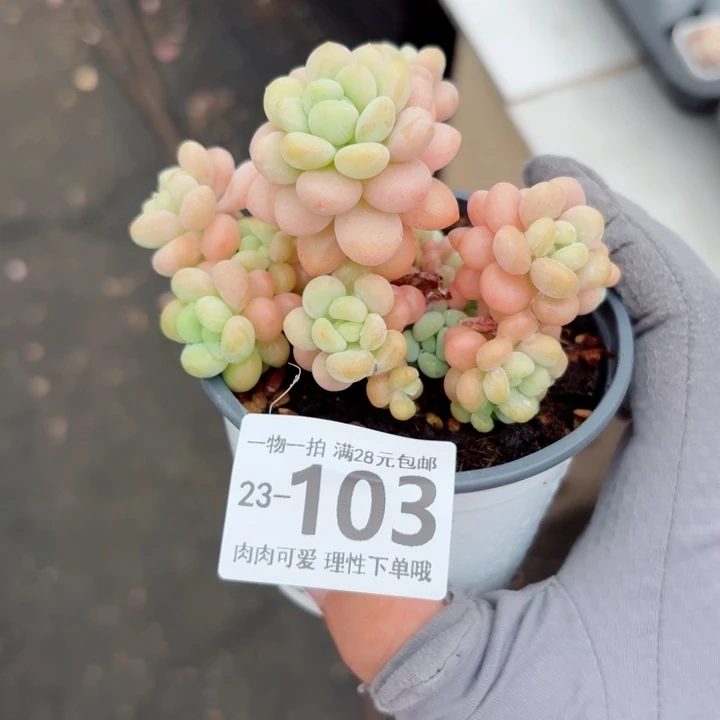 洛可可多肉植物多肉植物多肉植物