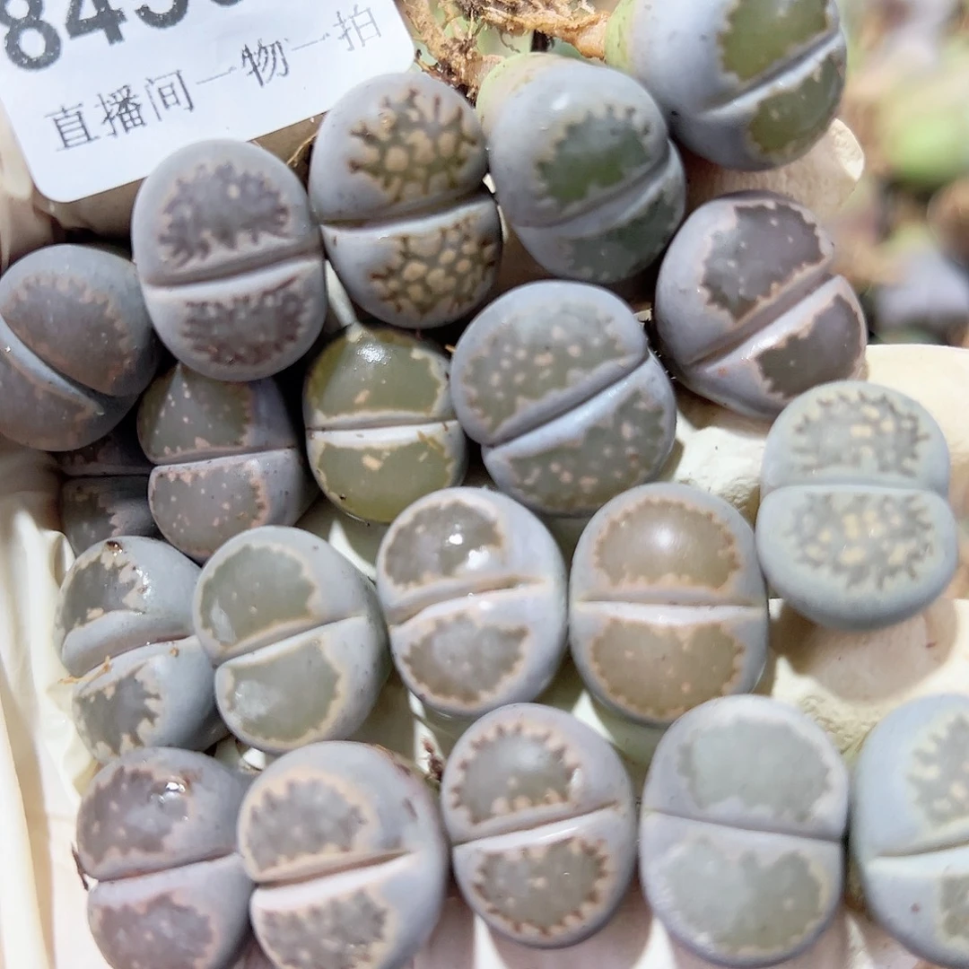 8459 好养易活生石花大母本20个