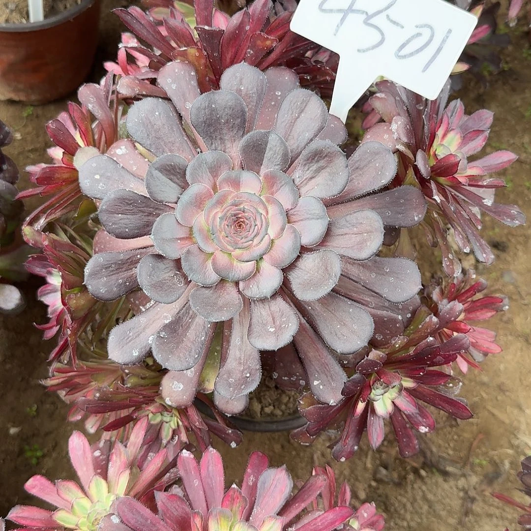 4501极光多肉法师多肉