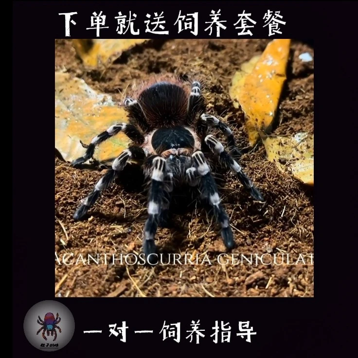 巴西白膝头 活体蜘蛛 新手入门 成体可达20厘米