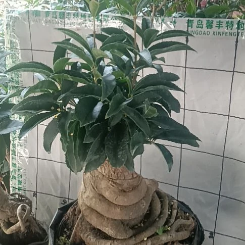 琉***子完全开放四季系的佛顶珠桂花