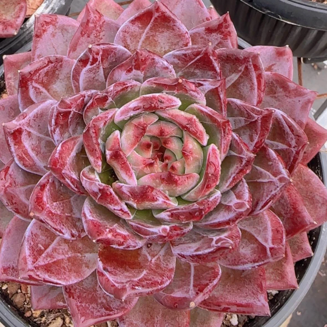 【闪购商品】母本大玉钻49.9