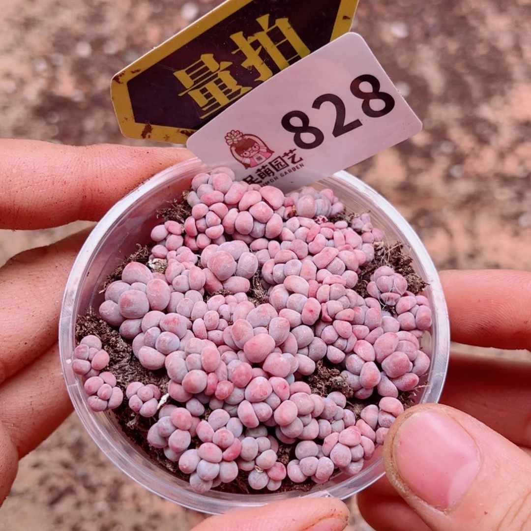 多肉植物多肉植物
