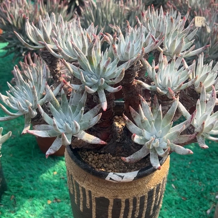 171号雪花山东多肉植物老庄