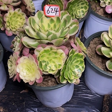 老桩荔枝捧花624号