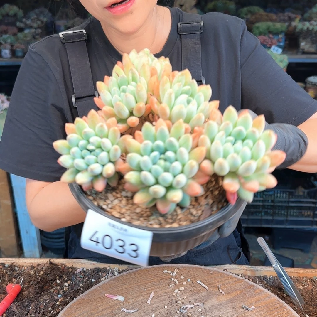 4033号七彩奶糖群48    肉