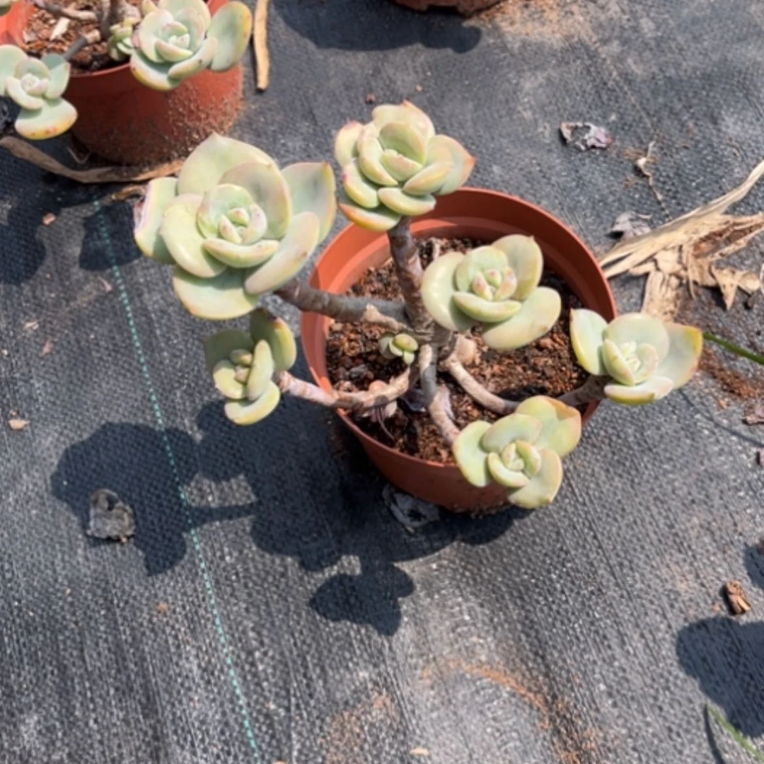 【闪购商品】指***莫白凤