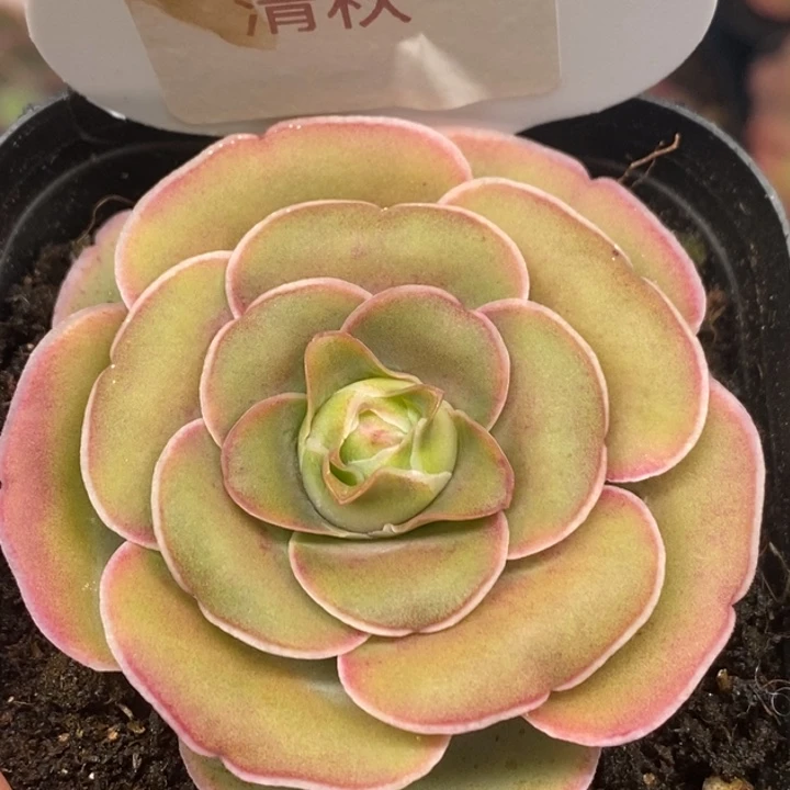 楹楹-945冠幅 5Cm