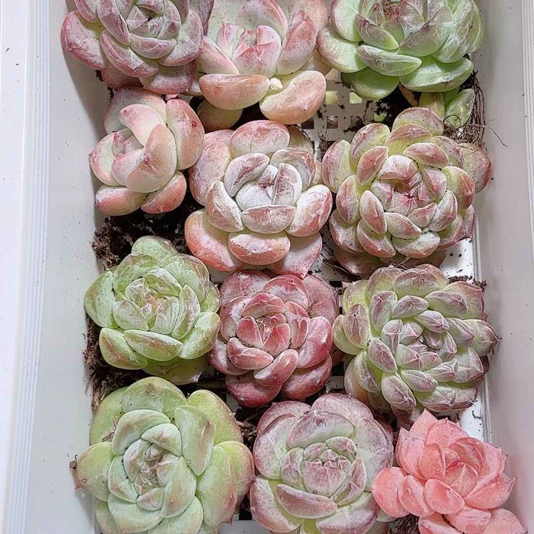 大溏心12颗 新疆西藏内蒙不发货