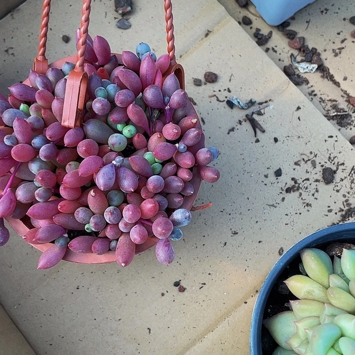 超大盆紫玄月带盆土