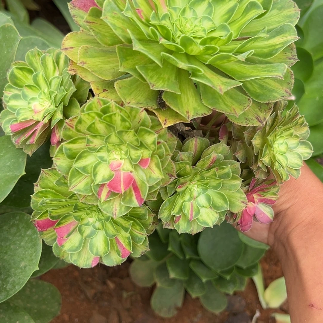 精品多肉植物200知否