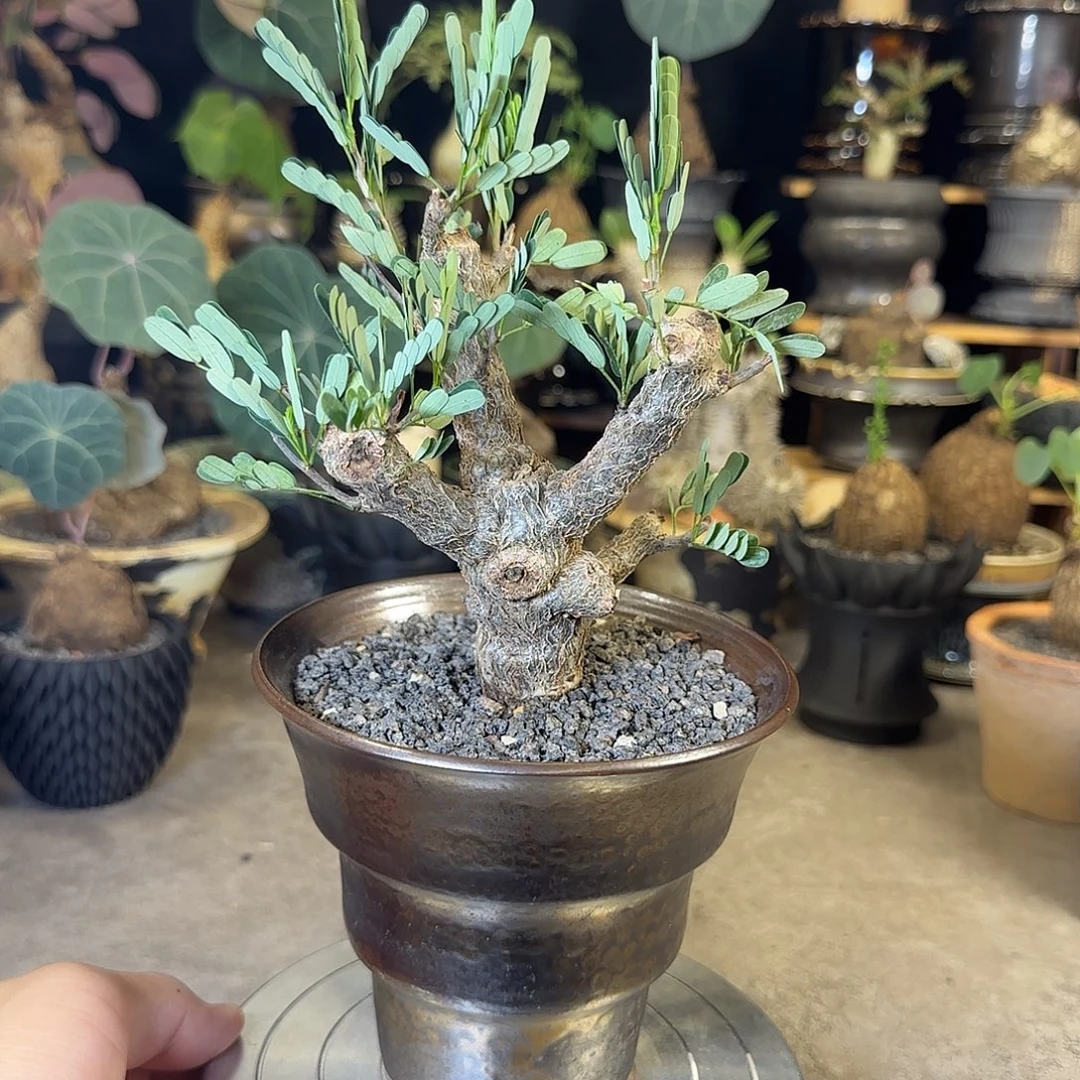 一物一拍沙漠苏木