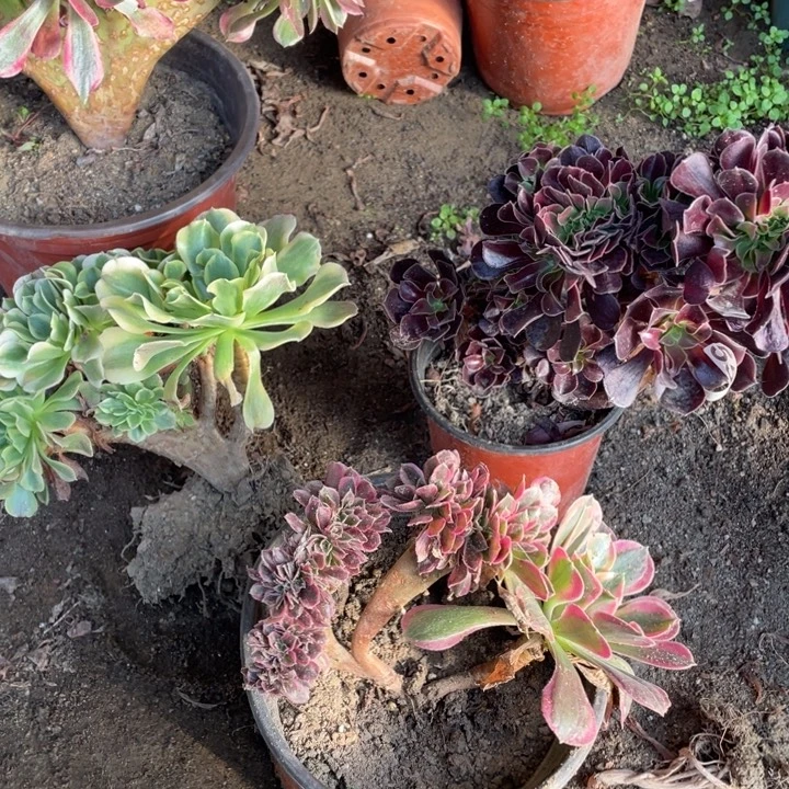 3颗法师小缀化一组