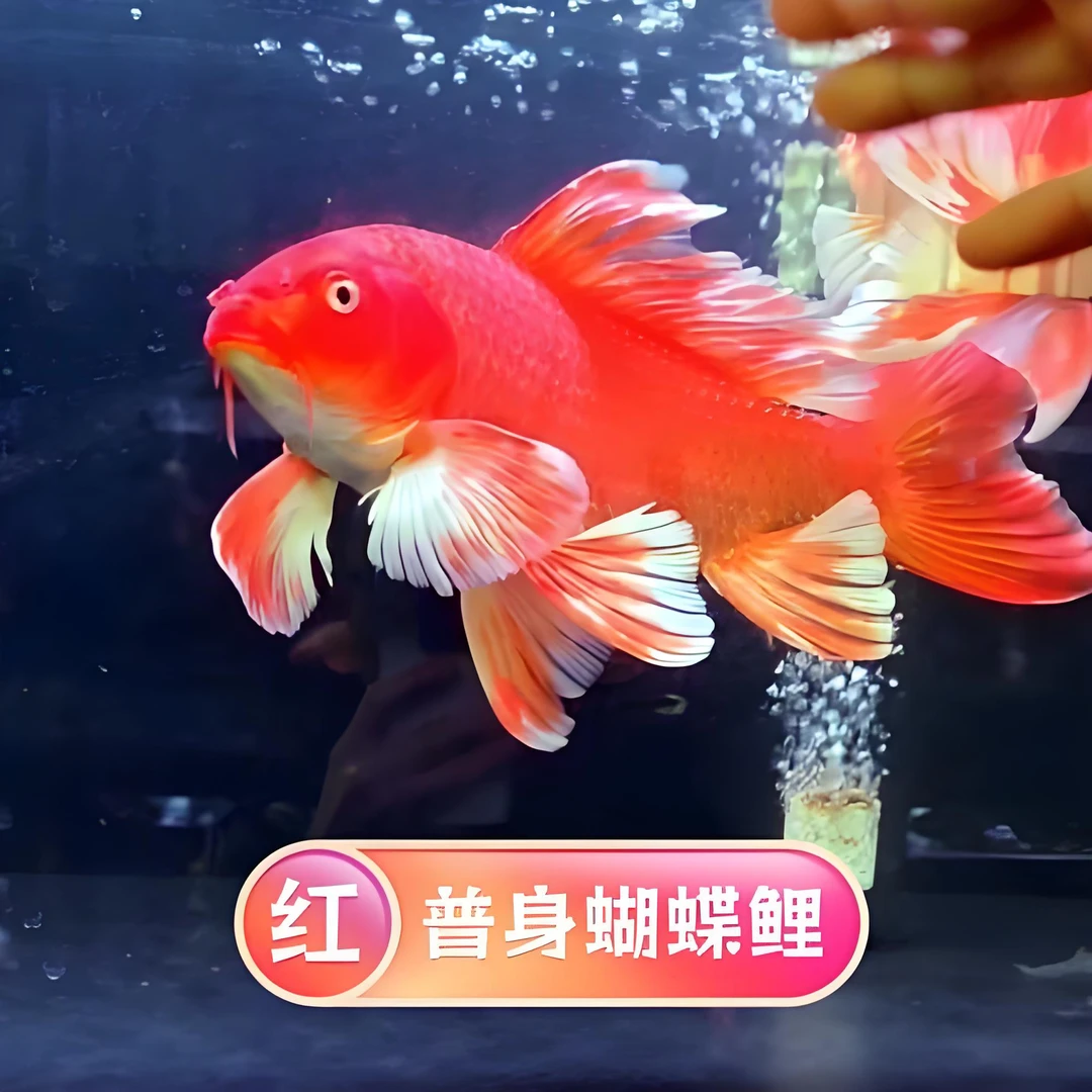 开播福利 精品台系普身红蝴蝶