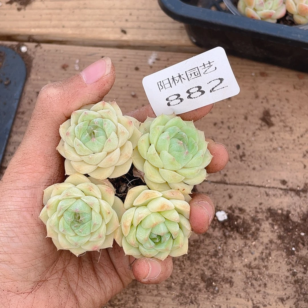 多肉植物多肉植物882