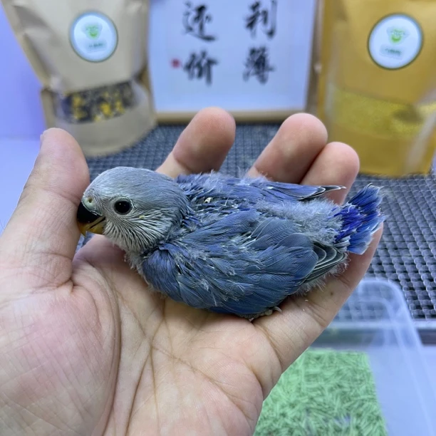 牡丹鹦鹉-精品高纯紫罗兰公E11737