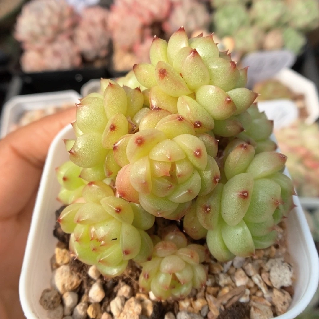 灯泡珍妮群生497号