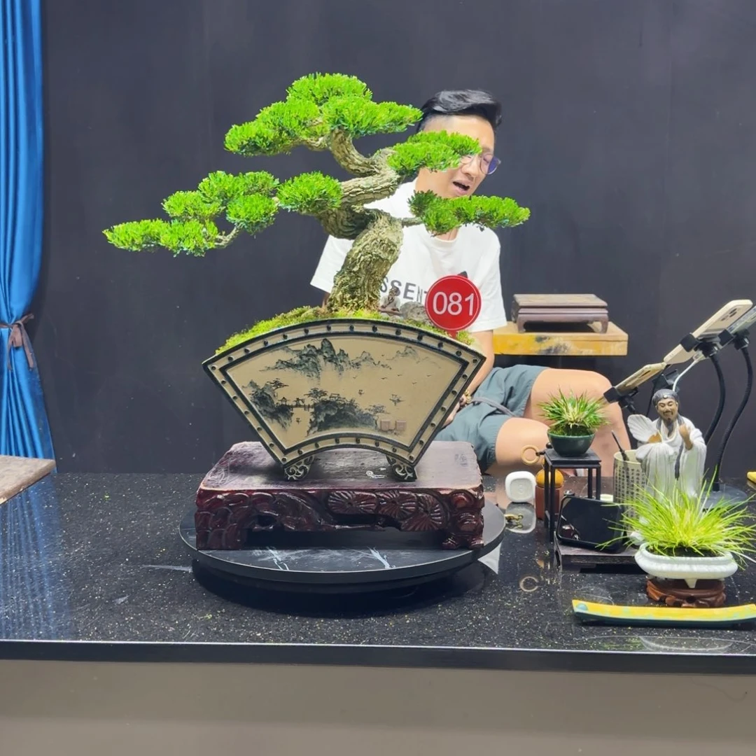 无花朵黄杨室内室外盆景艺术