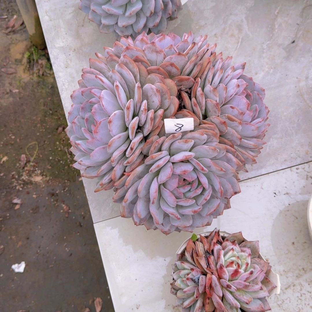 8橙子多肉植物的生长