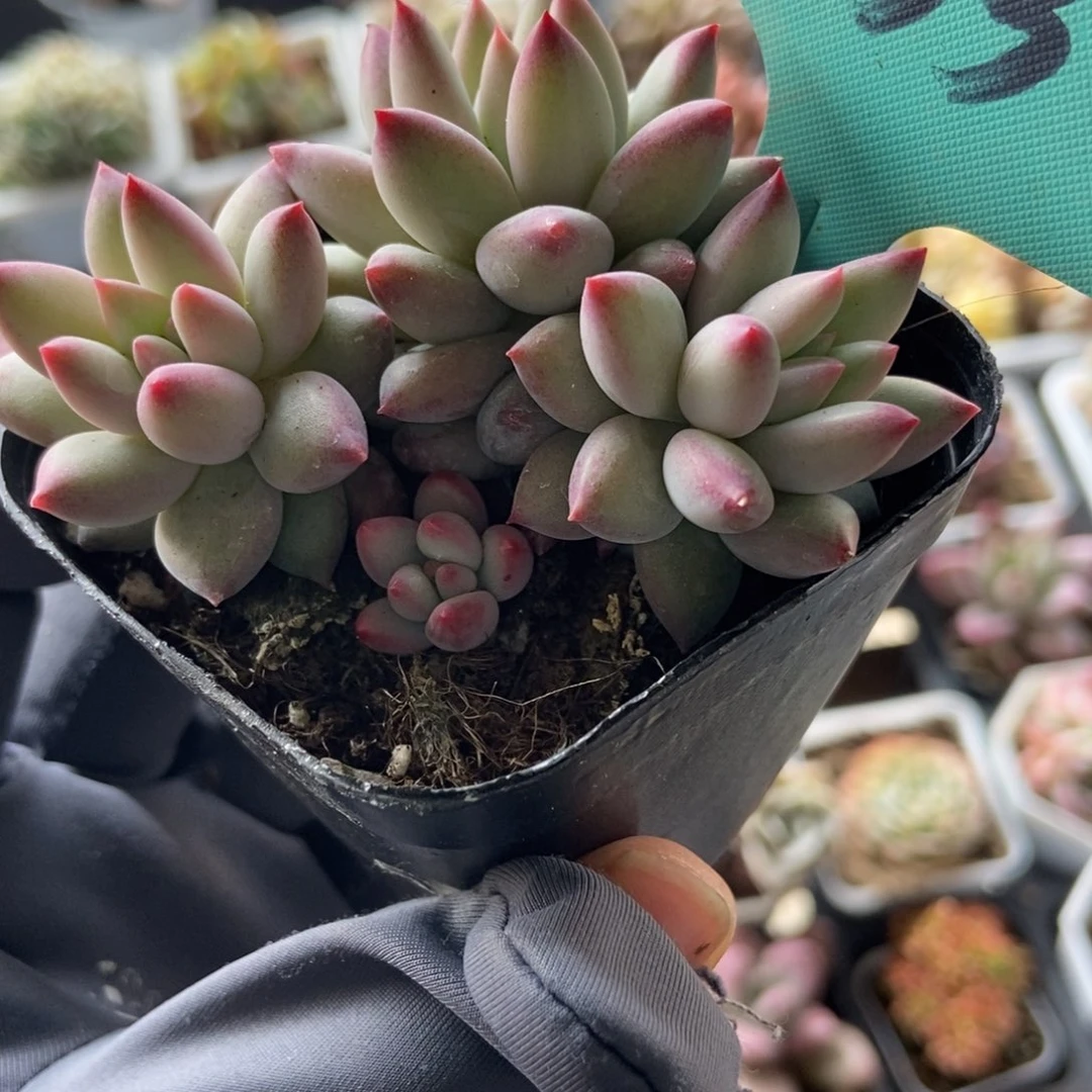 1136鱼美人多肉植物保护