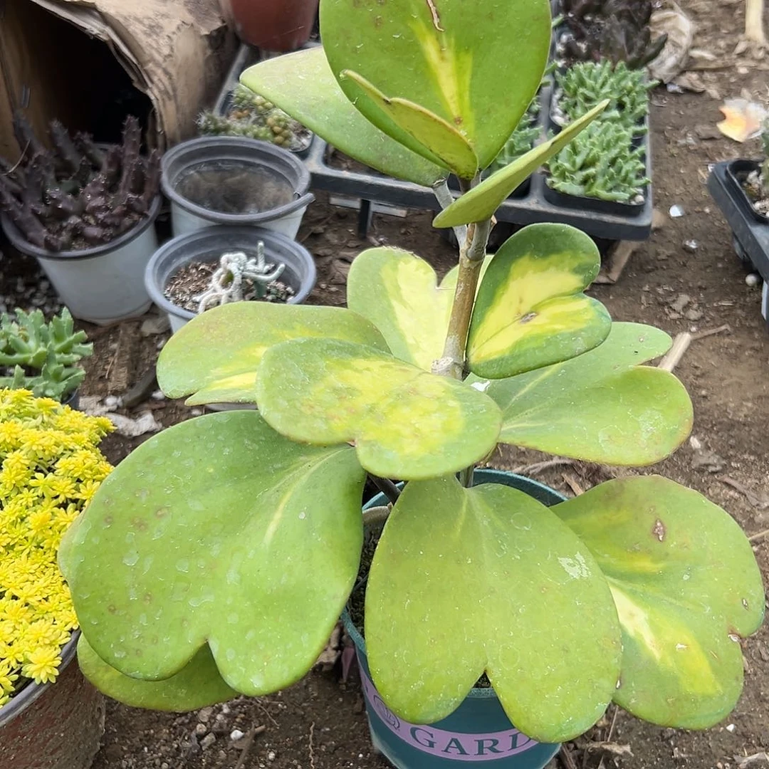 多肉植物多肉植物