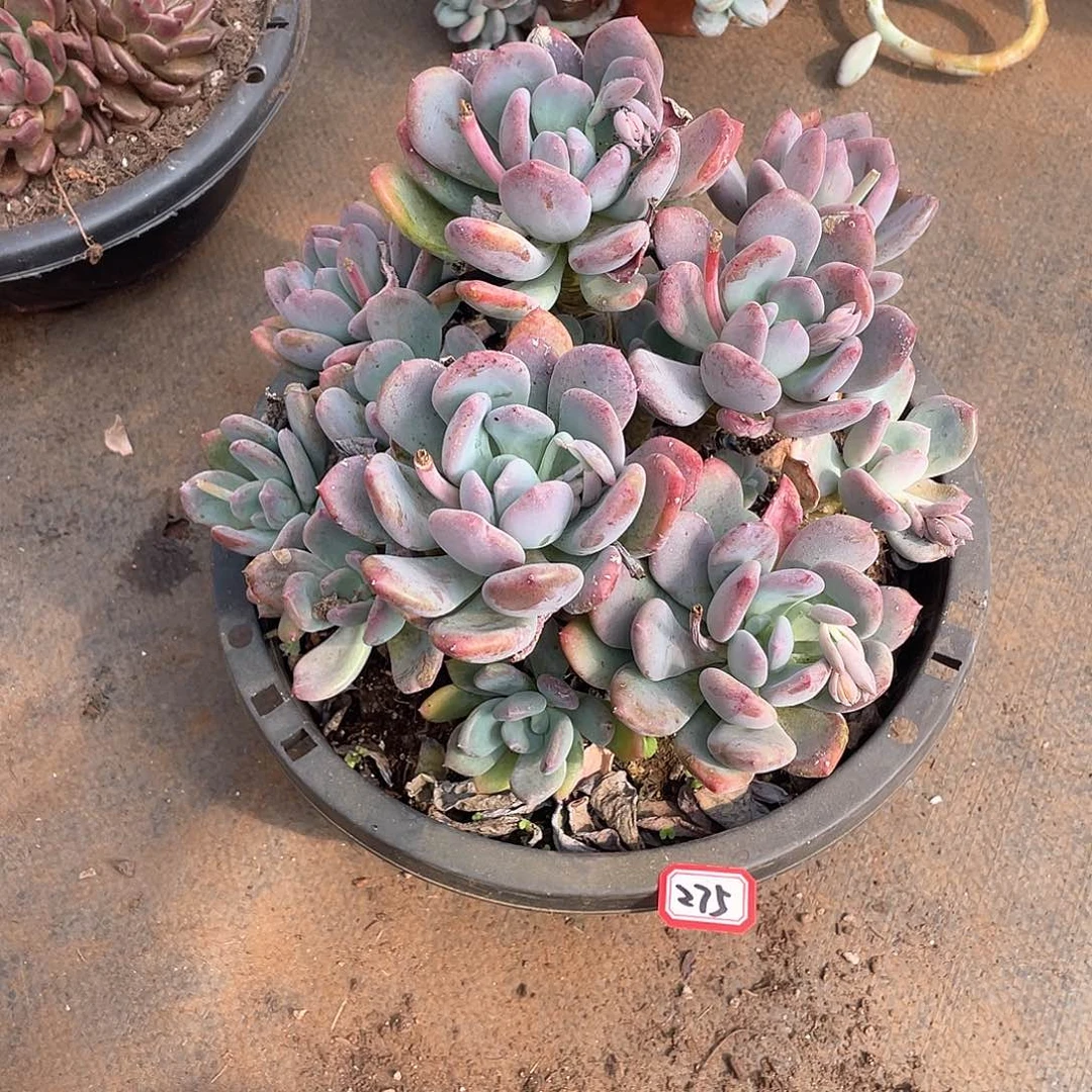 275灰姑娘一物一拍多肉