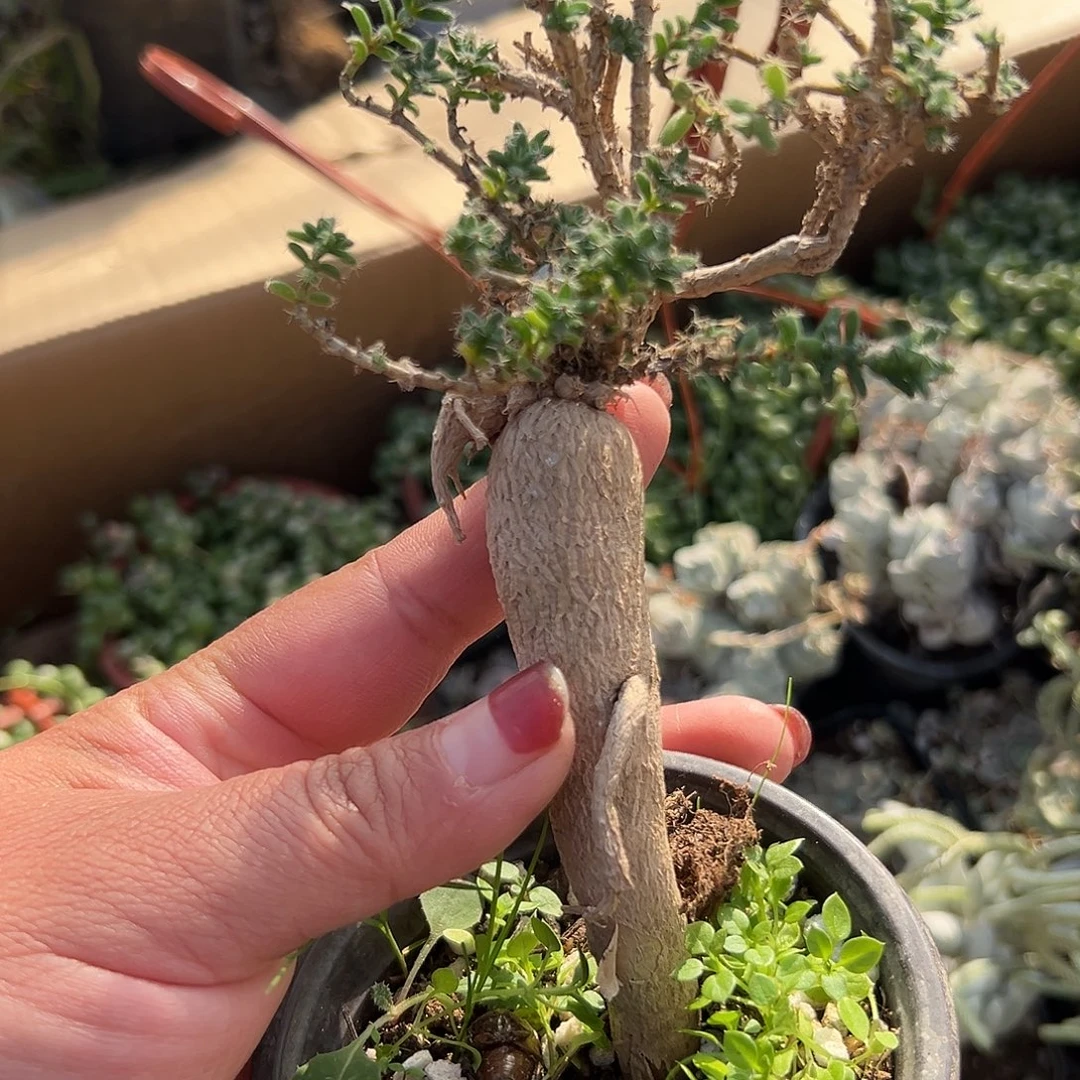 多肉植物姬红小松