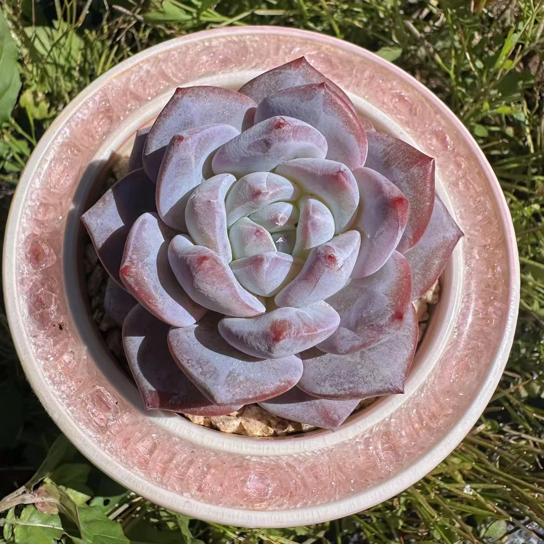 老王带你玩多肉 梦橙精品多肉绿植园艺盆栽多肉