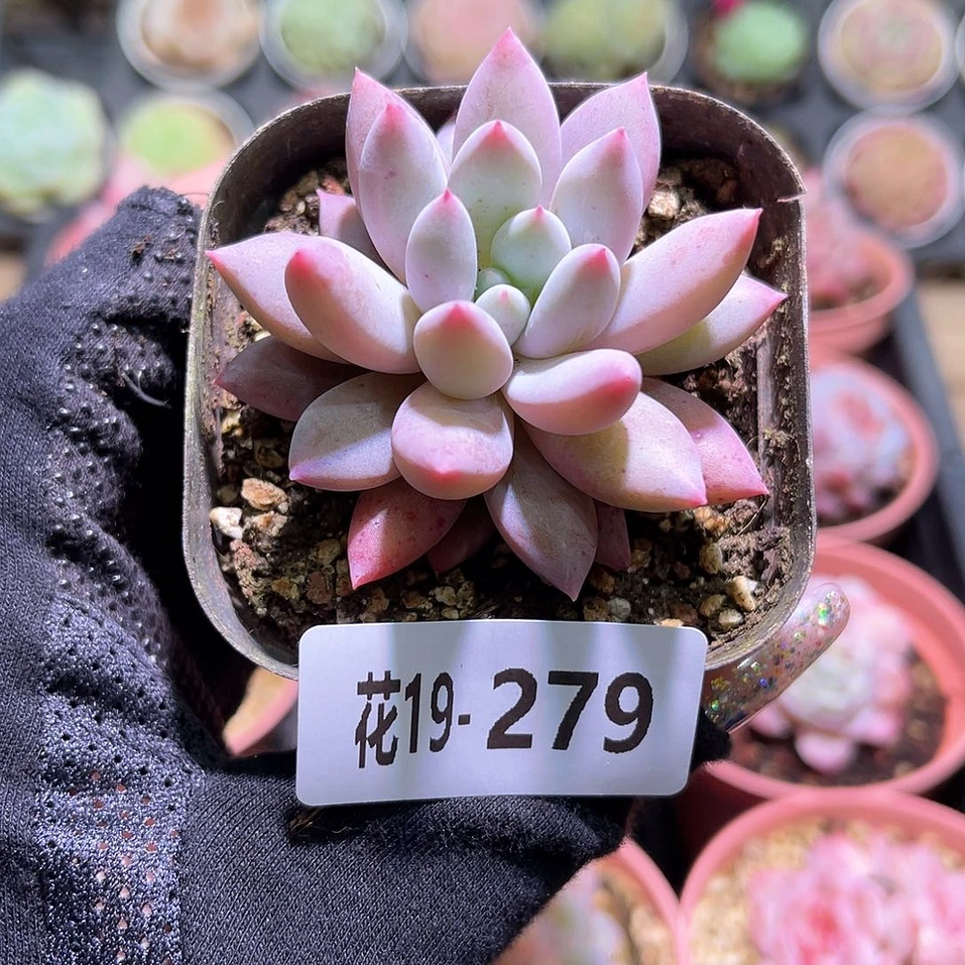 花利美19-279奶瓶