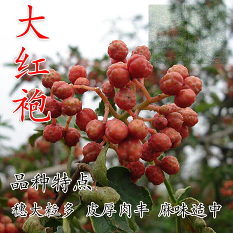 花椒树苗大红袍花椒苗四川食用麻椒苗九叶青花椒苗盆栽地栽无刺高