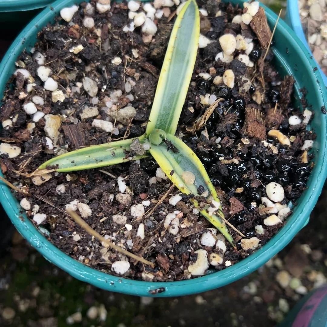 鲨鱼皮腹轮锦龙舌兰