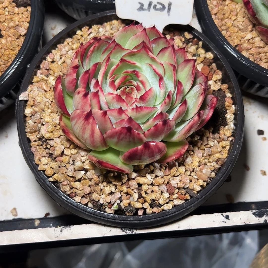 一***。惊鸿仙子一物一拍2101号