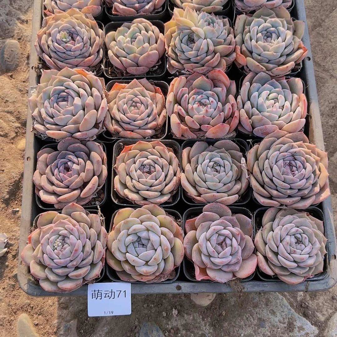 直播一物一拍多肉71