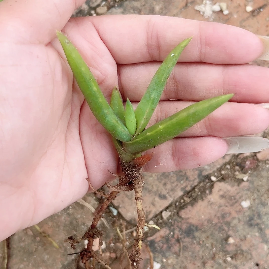 多肉植物不知名植物