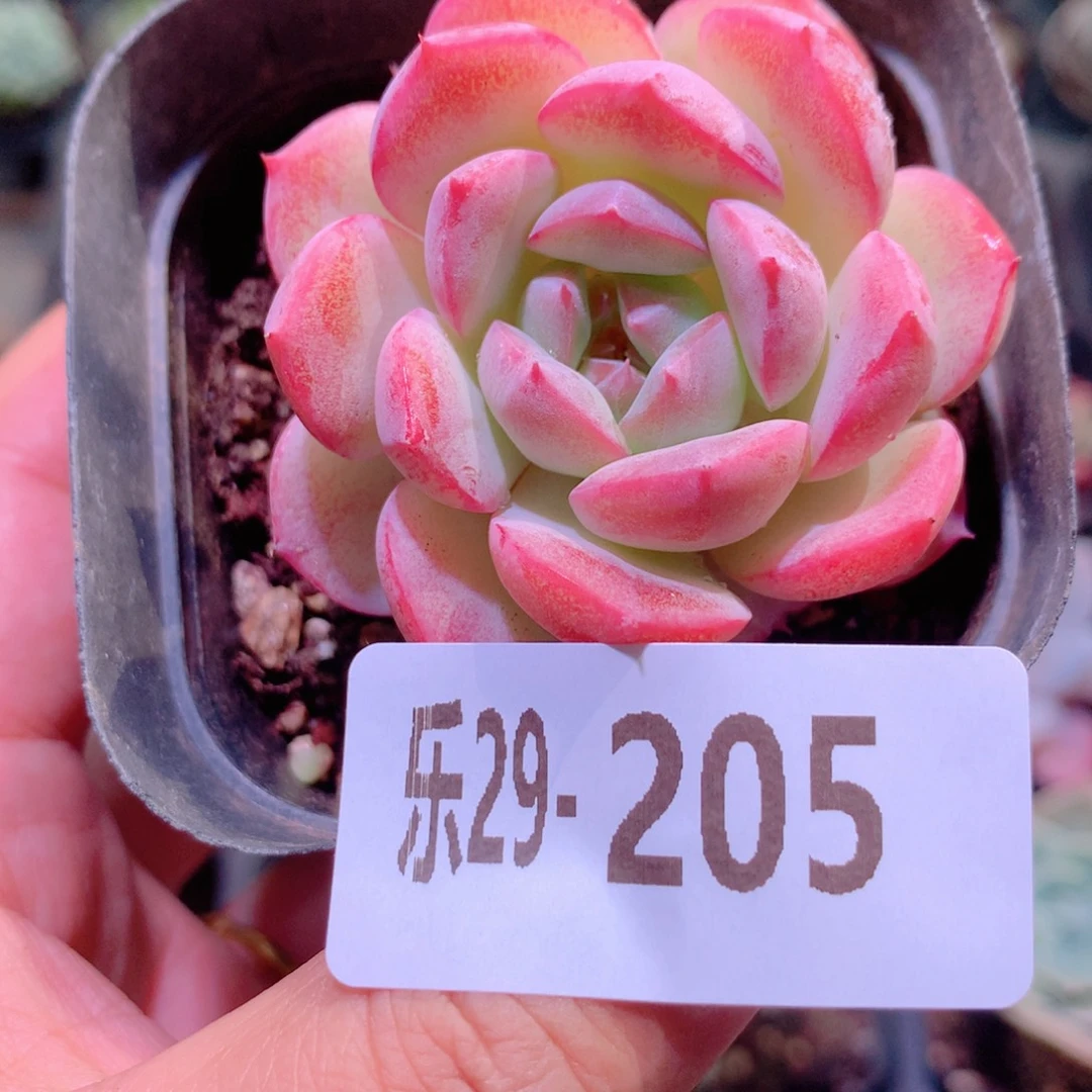 乐然29-205 白桃汽水