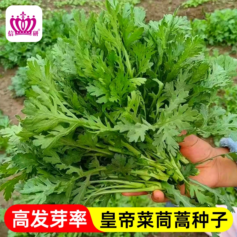 茼蒿种子皇帝菜中叶小叶茼蒿菜青菜高产速生春秋冬季蔬菜籽种大全