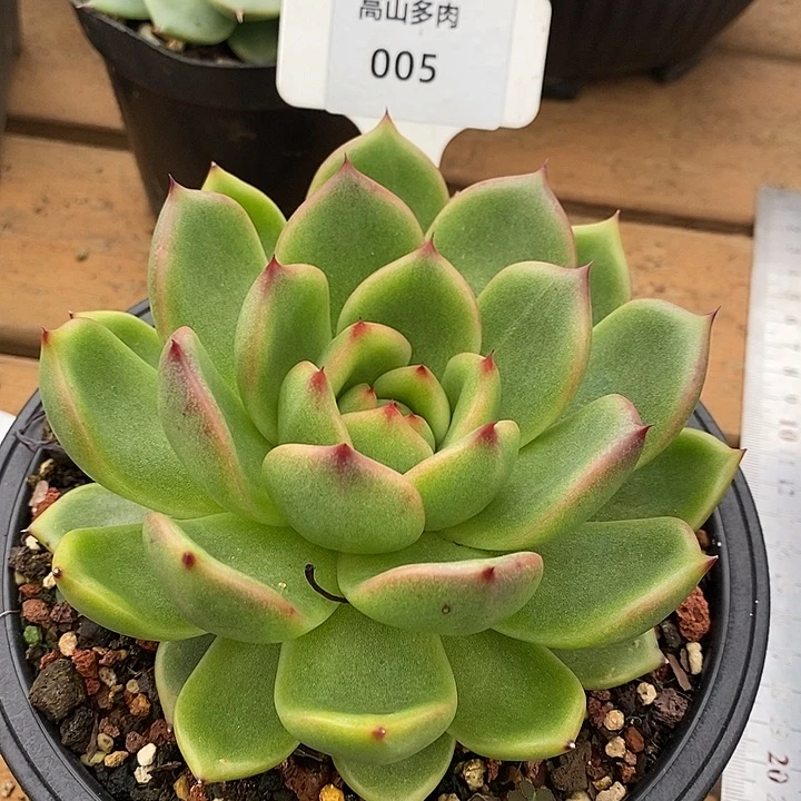 05直播福利东云13