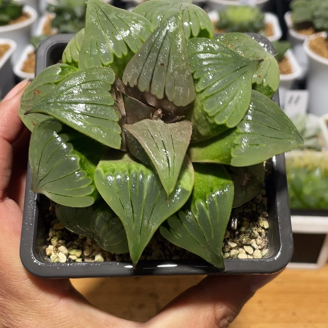 直播间母本大媚凤