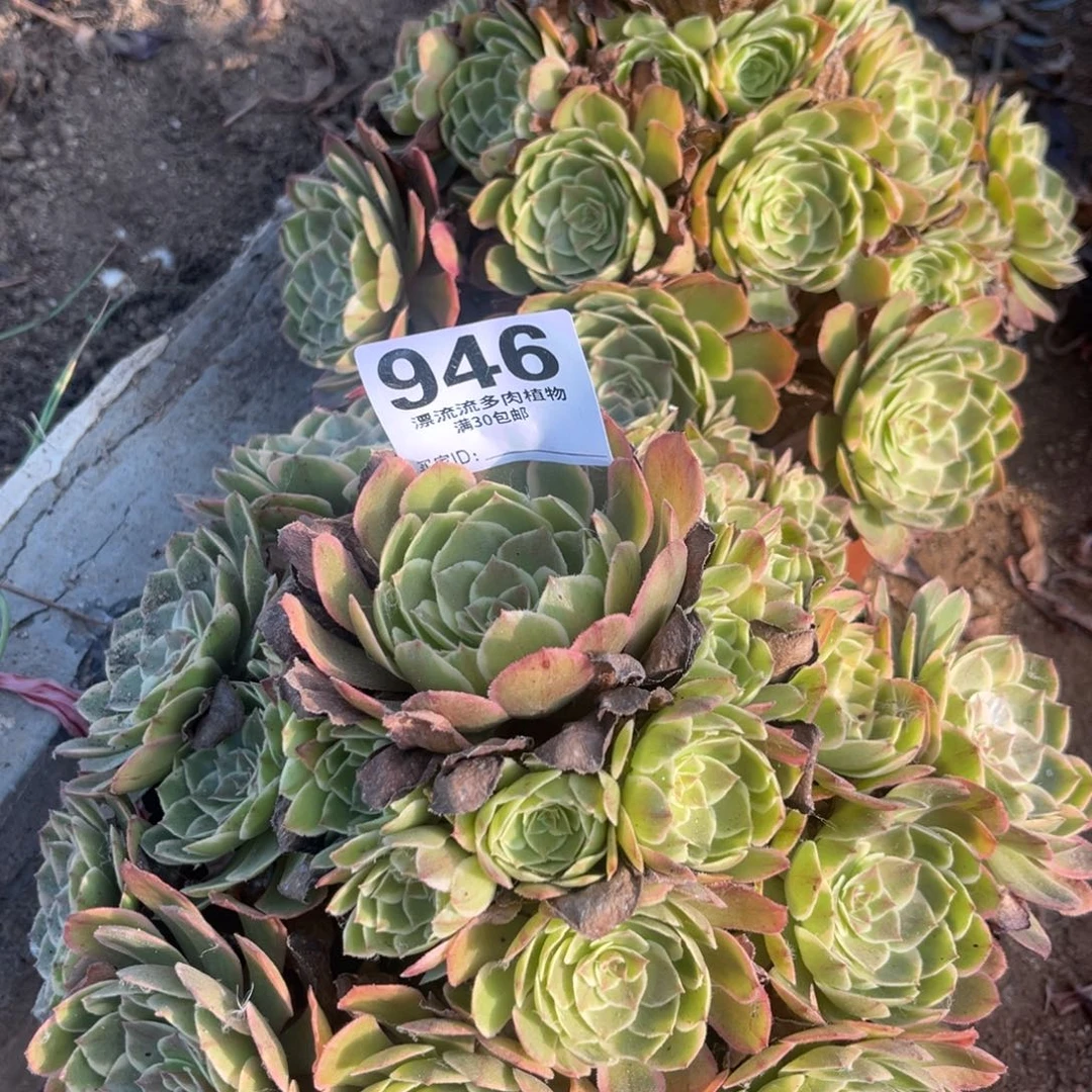 王***英粉花妖两颗多肉法师946